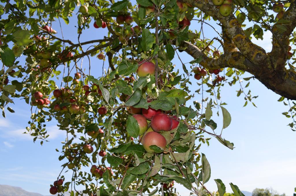 Scurcola Marsicana Agriturismo Villa Palentina מראה חיצוני תמונה